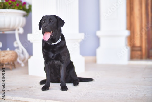 Beautiful black labrador dog sitting at terrace