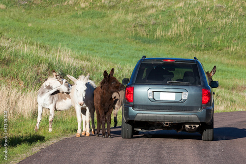 Photos Donkey Family in the Road