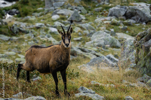 Alpine Ibex in the wild