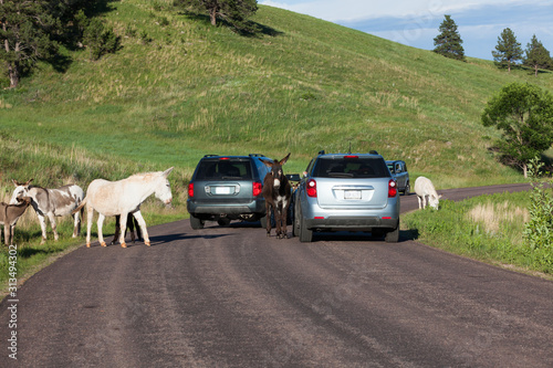 Fototapeta Naklejka Na Ścianę i Meble -  Donkey Family in the Road