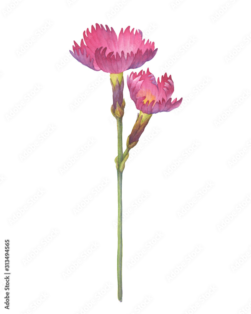 Сloseup of pink Dianthus gratianopolitanus «Feuerhexe» flower (known as carnation, fire witch, sweet william, grandiflorus). Watercolor hand drawn painting illustration isolated on white background.