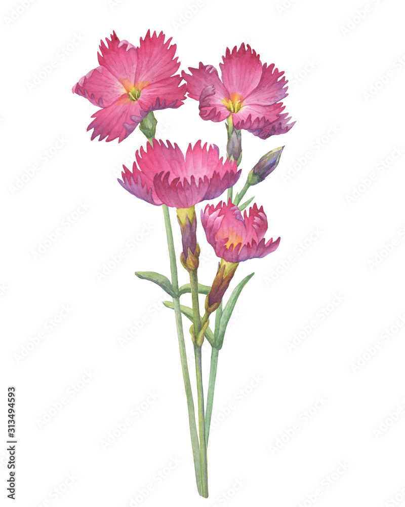 Сloseup of pink Dianthus gratianopolitanus «Feuerhexe» flower (known as carnation, fire witch, sweet william, grandiflorus). Watercolor hand drawn painting illustration isolated on white background.