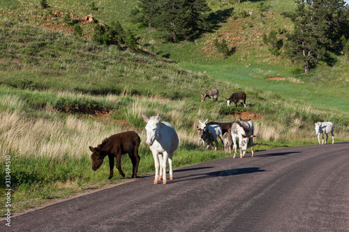 Donkey Family Next to the Road © tamifreed