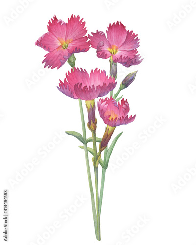 Сloseup of pink Dianthus gratianopolitanus «Feuerhexe» flower (known as carnation, fire witch, sweet william, grandiflorus). Watercolor hand drawn painting illustration isolated on white background. © arxichtu4ki