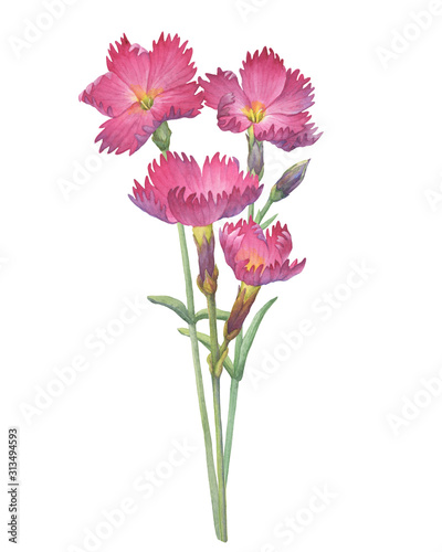 Сloseup of pink Dianthus gratianopolitanus «Feuerhexe» flower (known as carnation, fire witch, sweet william, grandiflorus). Watercolor hand drawn painting illustration isolated on white background.