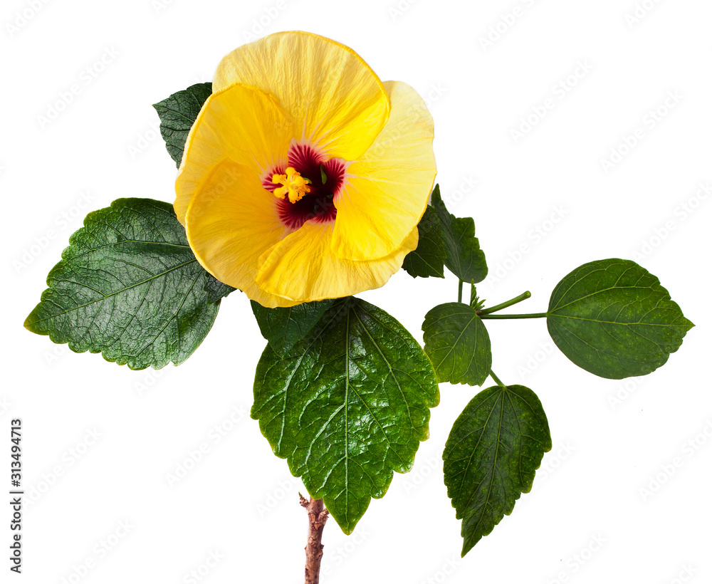 Yellow hibiscus flower on branch isolated on white background. Tropical exotic flower. Yellow hibiscus flower on branch isolated on white background. Tropical exotic flower.