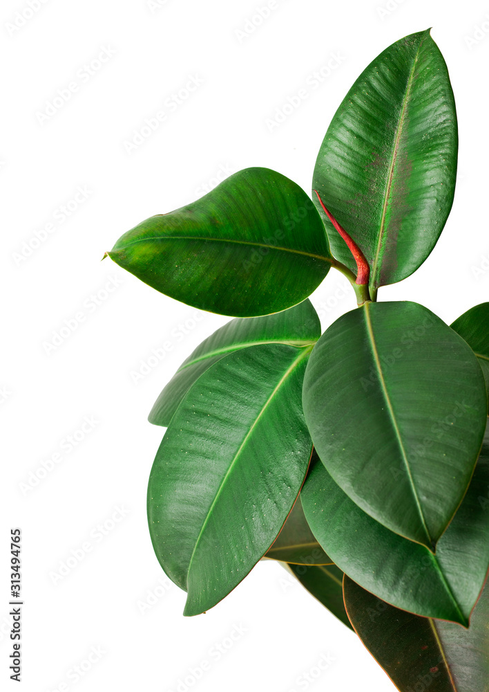 Fototapeta premium Ficus Elastica (Rubber Plant) isolated on a white background.
