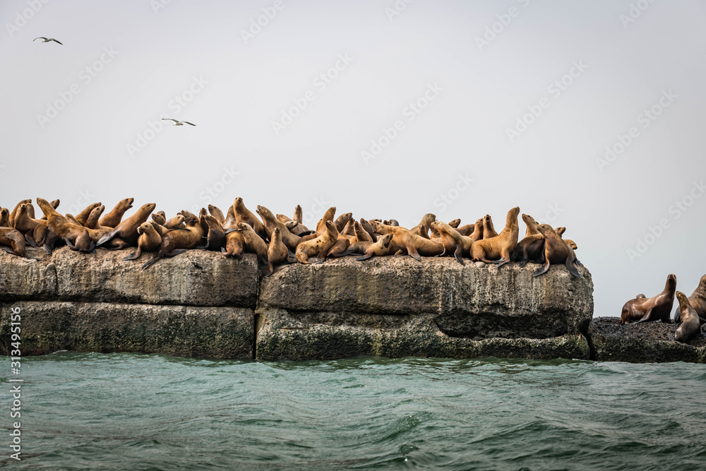 lots of sea lions on the rookery