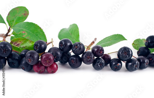 Branches of black chokeberry (Aronia melanocarpa) with green leaves isolated on a white background. Design element.