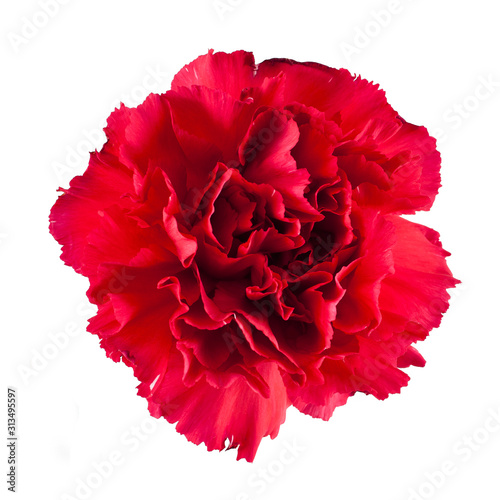 Beautiful carnation flower isolated on a white background. © Snowbelle