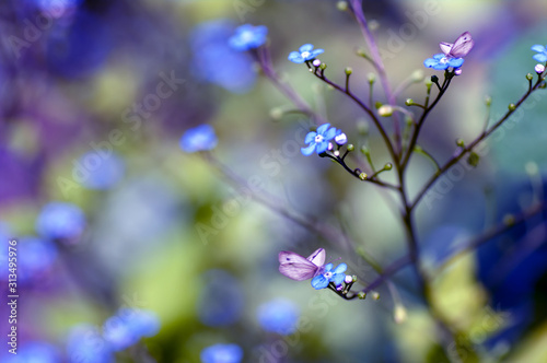 forget-me-nots in nature, butterfly sit on blue flowers, spring mood