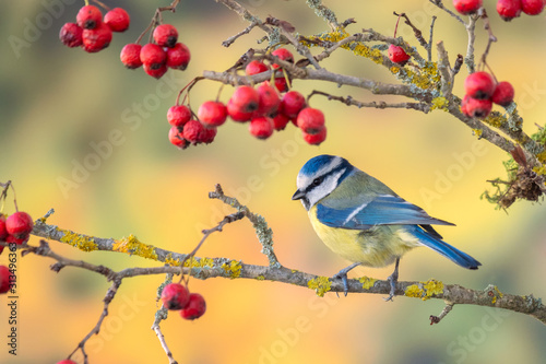 Blue tit sitting on the branch of Hawthorn