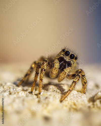 Wallpaper Mural jumping spider on a white background Torontodigital.ca
