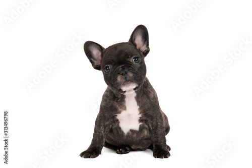 Studio shot of an adorable French bulldog puppy sitting on isolated white background looking at the camera with copy space © Leoniek
