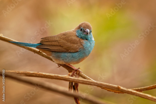 Blue Waxbill or Southern Cordonbleu - Uraeginthus angolensis also known as a blue-breasted waxbill, blue-cheeked or Angola cordon-bleu, species of estrildid finch found in Southern Africa photo