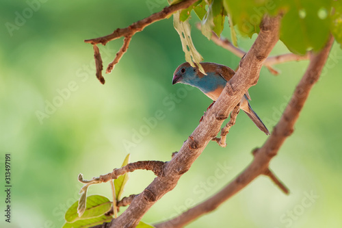 Blue Waxbill or Southern Cordonbleu - Uraeginthus angolensis also known as a blue-breasted waxbill, blue-cheeked or Angola cordon-bleu, species of estrildid finch found in Southern Africa