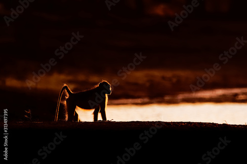 Chacma Baboon - Papio ursinus griseipes or Cape baboon, Old World monkey family,one of the largest of all monkeys, located primarily in southern Africa, with the child