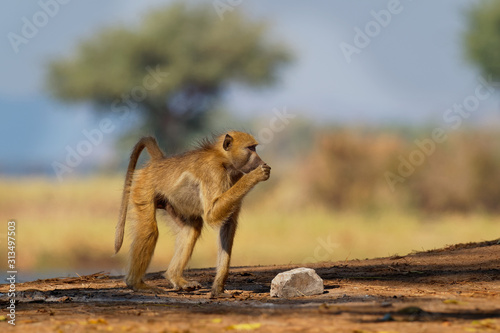 Chacma Baboon - Papio ursinus griseipes  or Cape baboon, Old World monkey family,one of the largest of all monkeys, located primarily in southern Africa, with the child photo