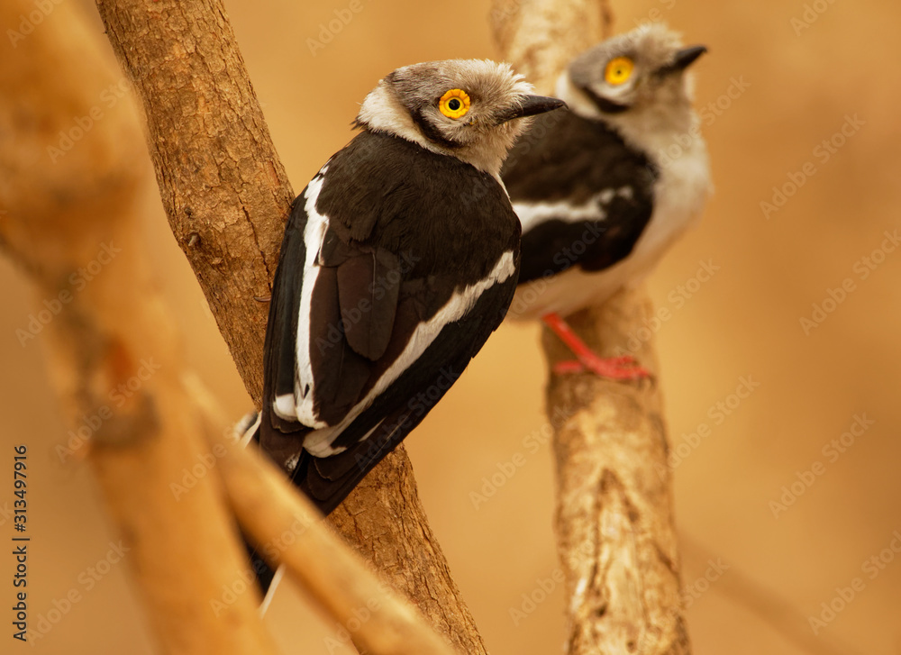 White-crested Helmetshrike - Prionops plumatus or white helmetshrike, passerine bird in the family Prionopidae, formerly in the Malaconotidae, white bird with yellow eye White-crested Helmetshrike - Prionops plumatus or white helmetshrike, passerine bird in the family Prionopidae, formerly in the Malaconotidae, white bird with yellow eye