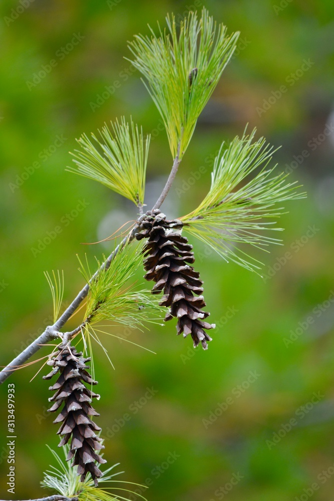 pine cone on the branch