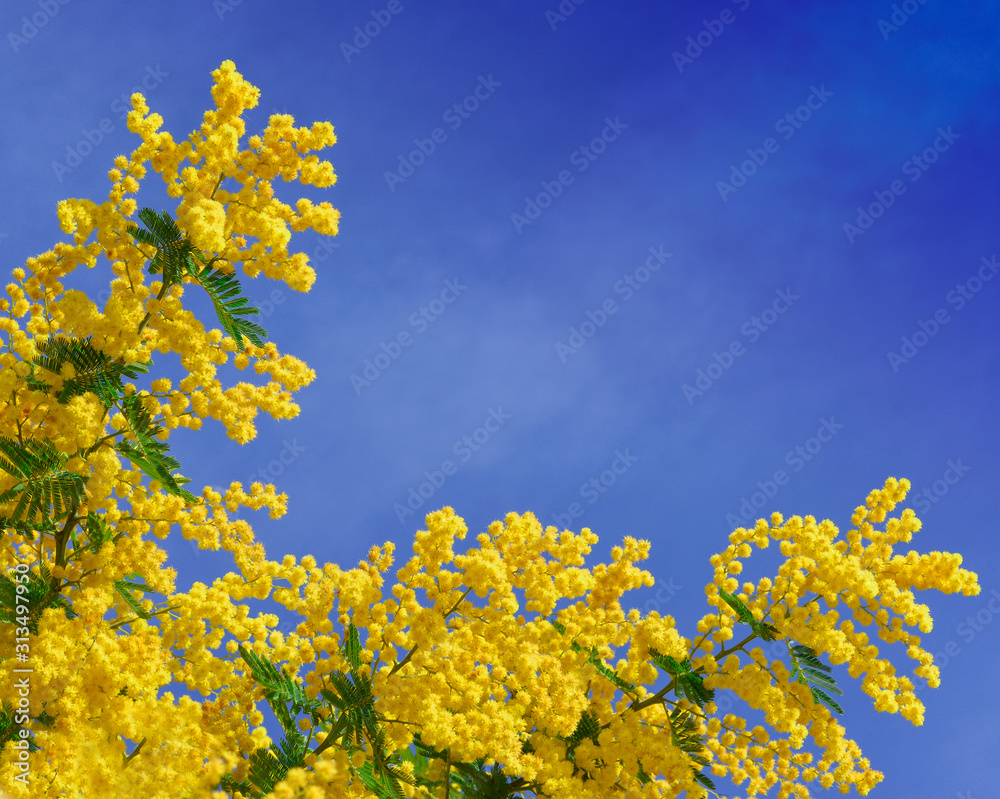 Mimosa branches in bloom, blue sky as background. Hello spring concept, symbol of 8 March, happy women's day. Copy space.