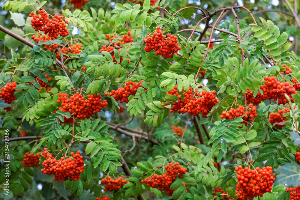 Red ripe fruits of European rowan fruits Red ripe fruits of European rowan fruits