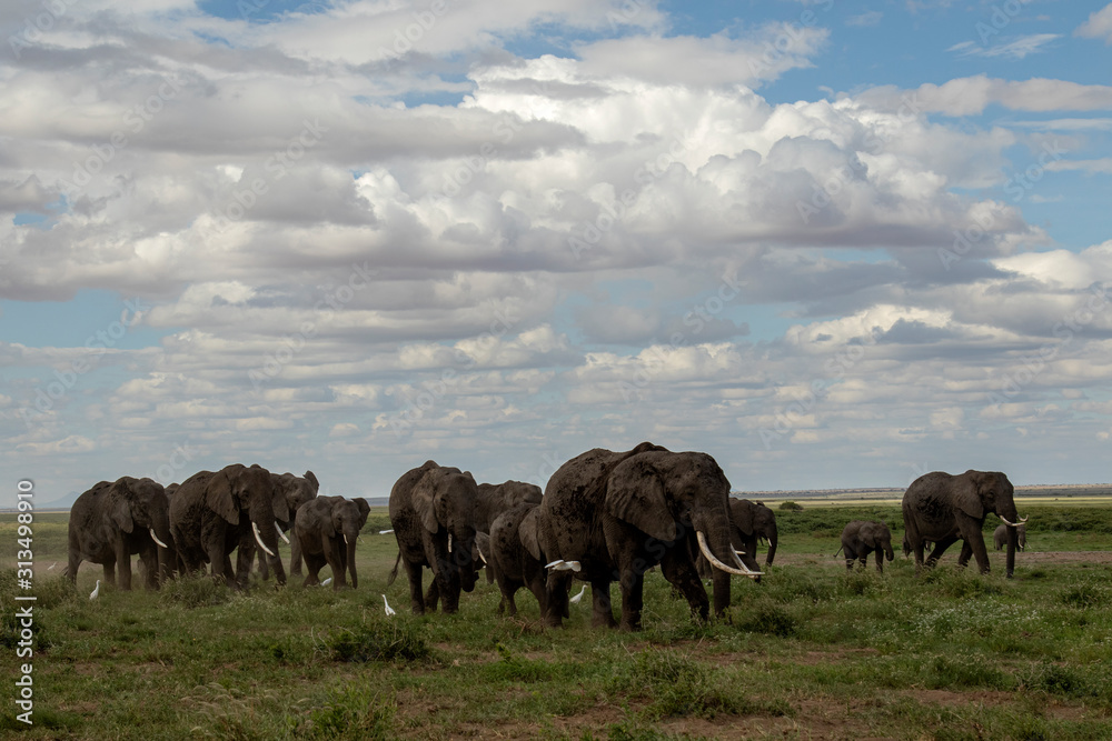 Amboseli Elephant Herd Amboseli Elephant Herd