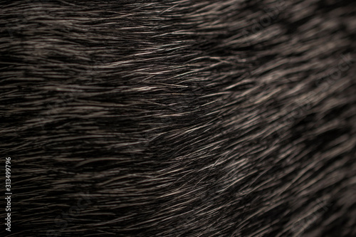 fur coat pelliccia