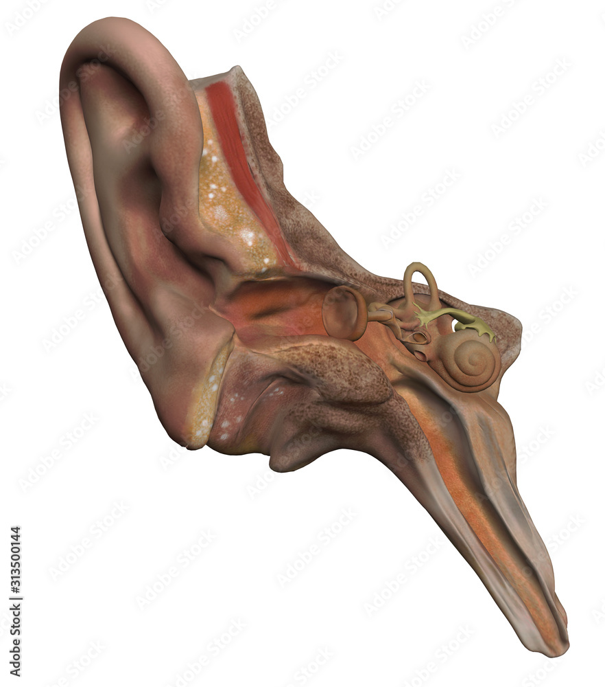 Ear anatomy cross section illustration 3d render Stock Illustration