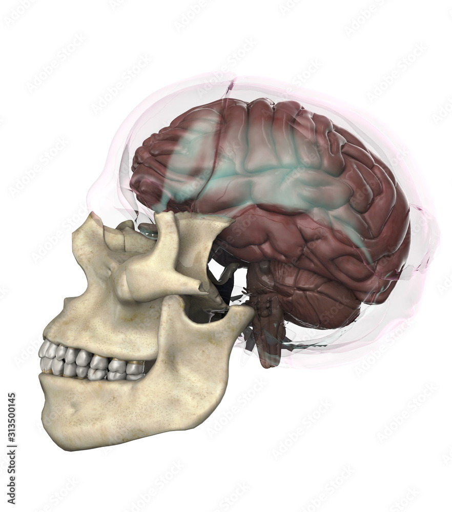 Human brain anatomy in transparent skull side view white background 3d