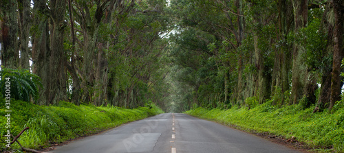 Tree Tunnel, Eucalyptus, Kauai, panoramic photo