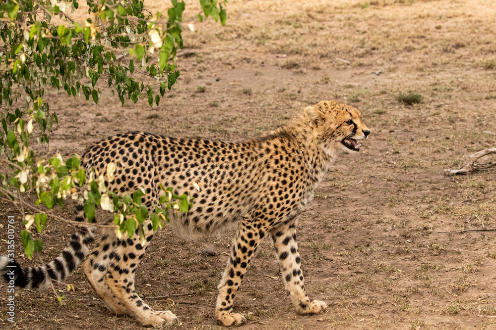 Cheetah Cub Cheetah Cub