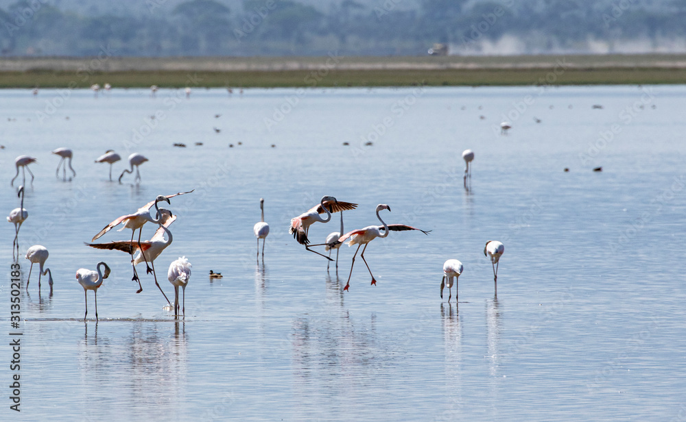 Fototapeta premium Flamingo's Landing