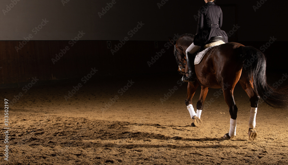 Horse dressage with rider in the dress of the heavy class in a trot with curb Partial close-up photographed from behind with bowed head with flash in the riding hall. Space for text on the left.. Horse dressage with rider in the dress of the heavy class in a trot with curb Partial close-up photographed from behind with bowed head with flash in the riding hall. Space for text on the left..