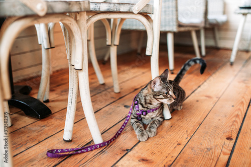 Cute domestic cat with leash under the chair in a restaurant, pet-friendly cafe