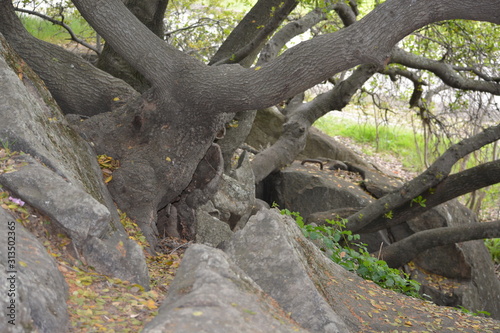 tree in the forest