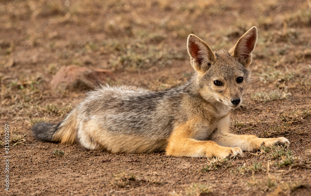 Obraz premium Jackal Puppy Laying Down