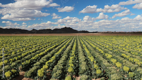 Field of Broccoli Grown for Seed, in Yuma Area Arizona; fruit of broccoli is called a silique; each plant typically produces quarter pound of seeds