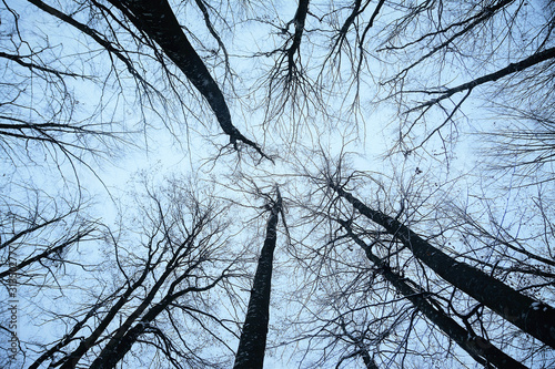 looking at sky among the branches of the trees in the forest
