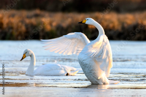 Whooper swan in natural habitat. Early morning on swamp erens. photo