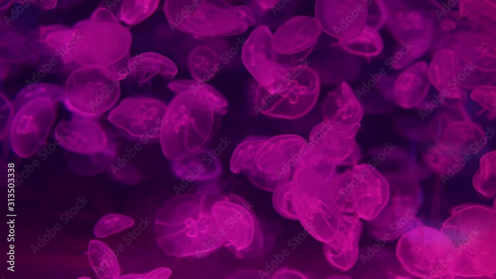 A lot of exotic jellyfish floating underwater. Moon Jellyfish (Aurelia Aurita or Saucer Jelly) swimming in an aquarium. Background wallpaper. A lot of exotic jellyfish floating underwater. Moon Jellyfish (Aurelia Aurita or Saucer Jelly) swimming in an aquarium. Background wallpaper.