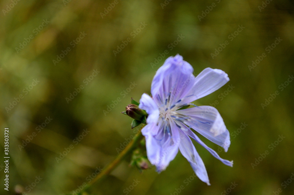 Fototapeta premium bee on flower