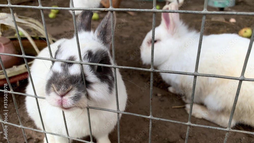 Obraz premium Domestic furry white and black spotted farm rabbits bunny behind the bars of cage at animal farm, livestock food animals growing in cage