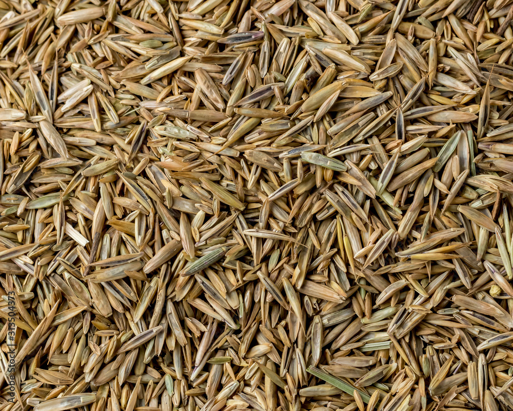 Isolated closeup of lawn grass seed