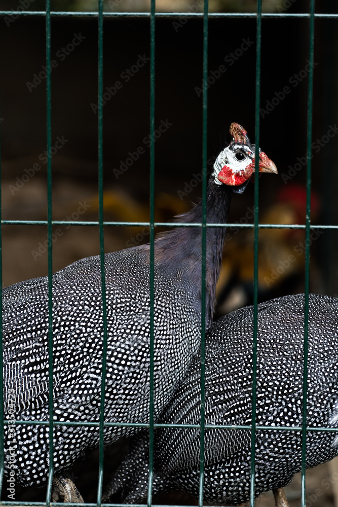 Beautiful Guinea Fowl Bird or Helmeted Guinea fowl with white spotted feathers. Helmeted guineafowl, Numida meleagris, big grey bird behind bars. Isn't a free range bird is caged up. Organic farm.