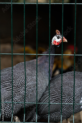 Obraz na płótnie Beautiful Guinea Fowl Bird or Helmeted Guinea fowl with white spotted feathers. Helmeted guineafowl, Numida meleagris, big grey bird behind bars. Isn't a free range bird is caged up. Organic farm. w salonie