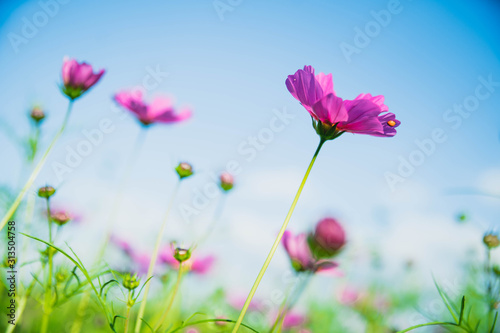 Field of cosmos flower with sky. Cosmos flower blossom in garden. landscape of cosmos flower garden. © Sirichai