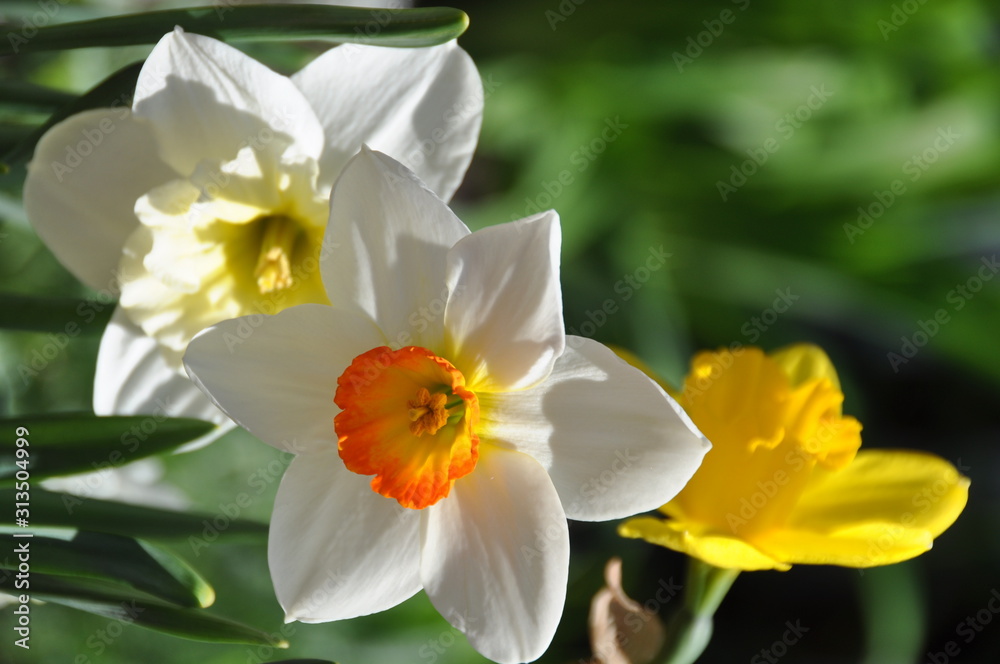 Springtime Garden Flowers in Yellow, White and Orange Springtime Garden Flowers in Yellow, White and Orange
