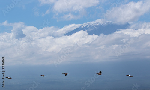 Pelicans Flying In Front Of Mount Kilimanjaro