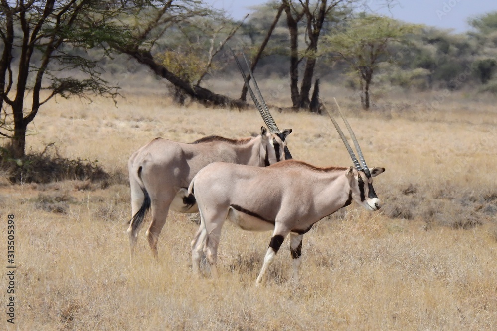 Fototapeta premium Oryxantilope im Samburu Nationalpark Kenia